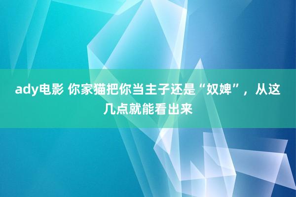 ady电影 你家猫把你当主子还是“奴婢”，从这几点就能看出来